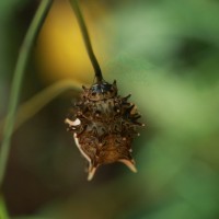 Troides darsius Gray, 1852